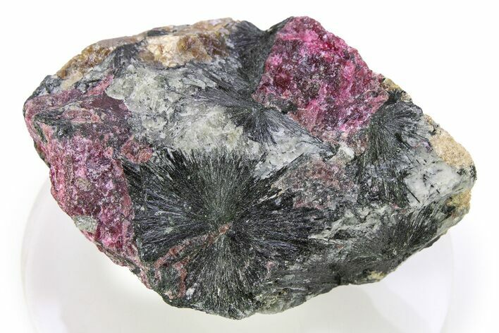 Eudialyte With Aegirine - Kukisvumchorr Mountain, Russia #283132